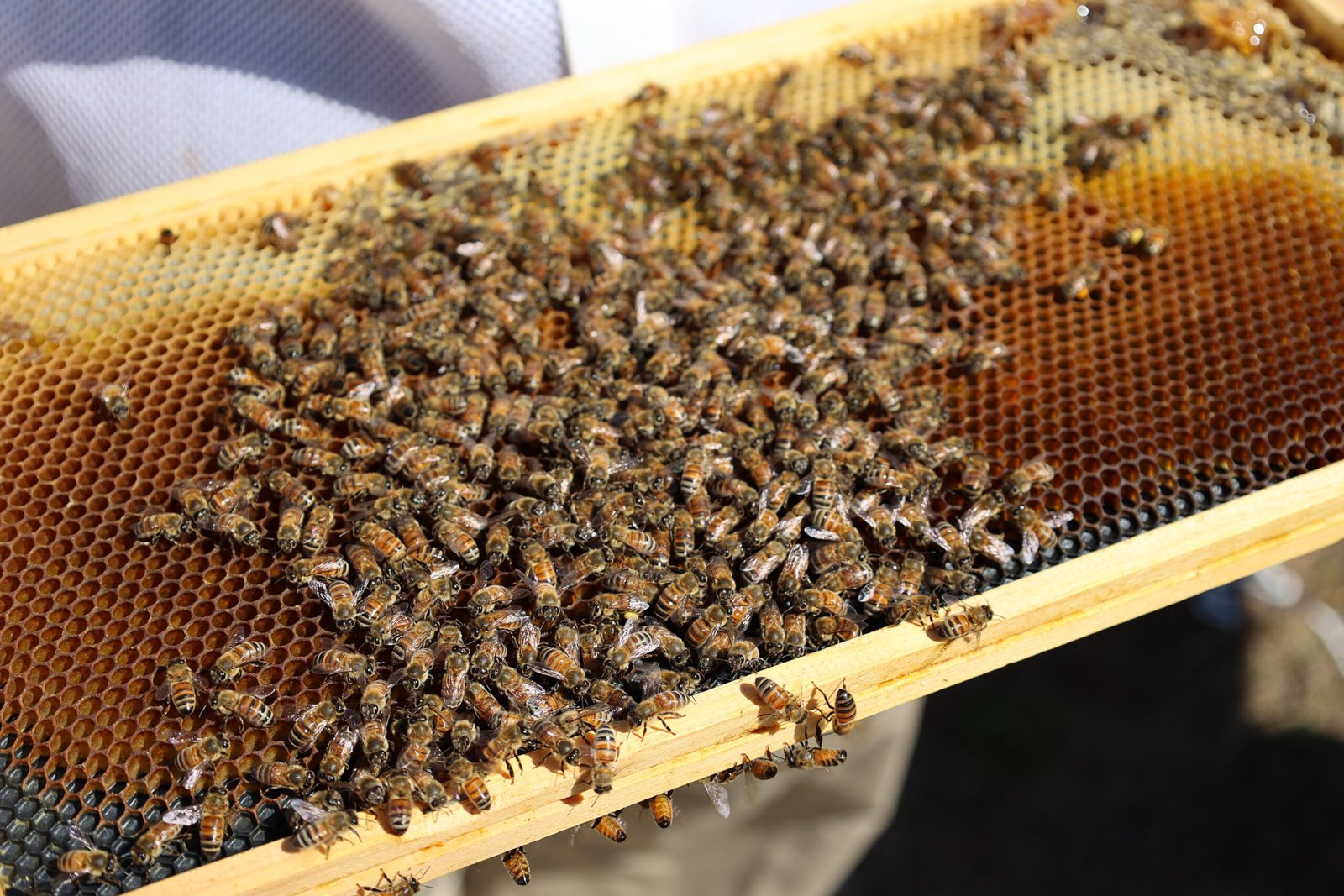 A close-up of a beehive box, the kind of compact urban setup that could be placed on a condo or co-op rooftop with board approval