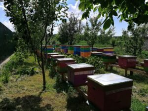 Rows of colorful beehive boxes in a modern Ukrainian apiary surrounded by fruit trees