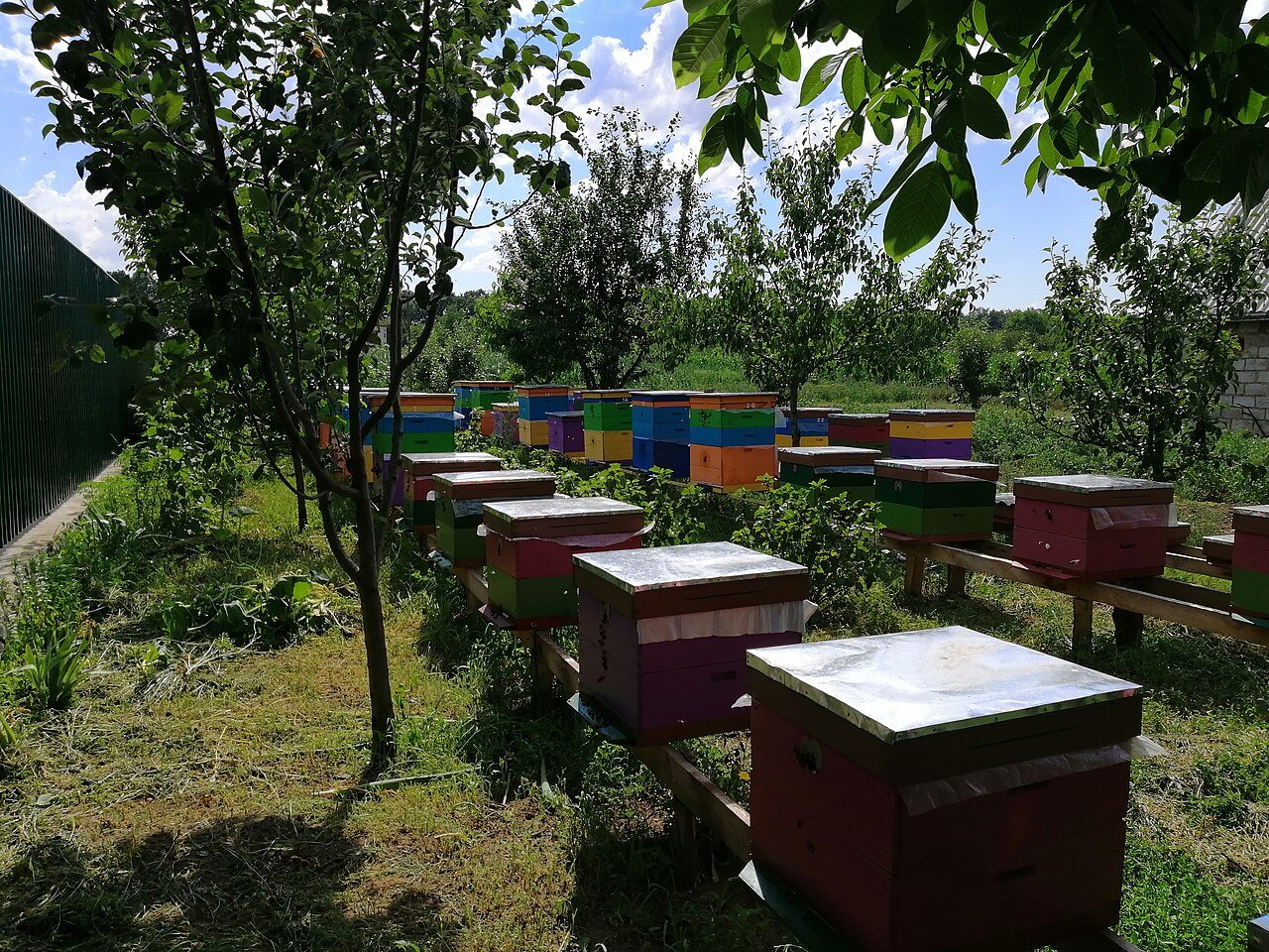 Rows of colorful beehive boxes in a modern Ukrainian apiary surrounded by fruit trees