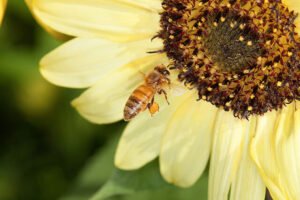 Close-up of a honey bee foraging on a sunflower with a visible pollen basket, illustrating the colonies Ohio apiary registration tracks