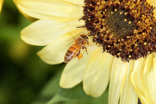 Close-up of a honey bee foraging on a sunflower with a visible pollen basket, illustrating the colonies Ohio apiary registration tracks