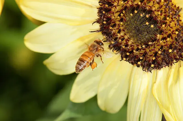 Close-up of a honey bee foraging on a sunflower with a visible pollen basket, illustrating the colonies Ohio apiary registration tracks