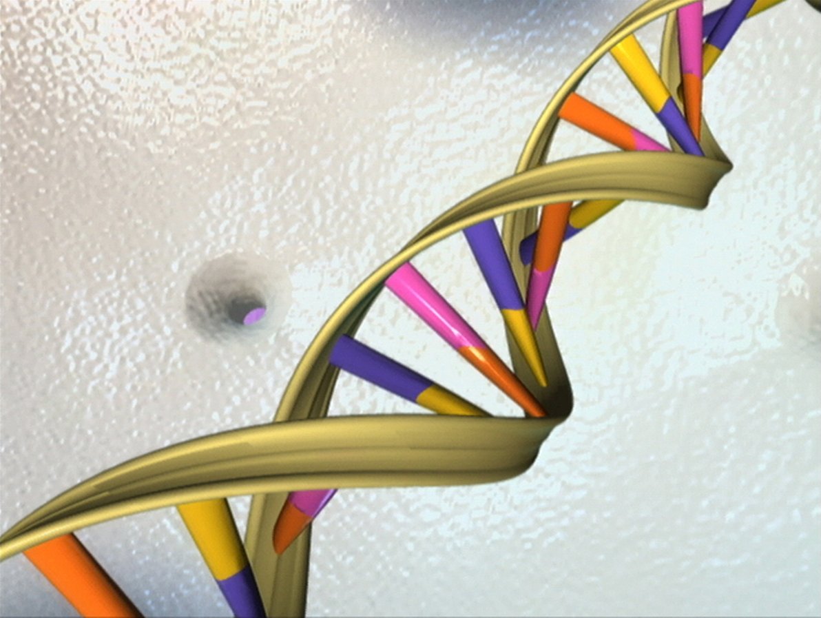3D illustration of a DNA double helix, representing the genome sequencing work behind the 2006 honey bee genome project