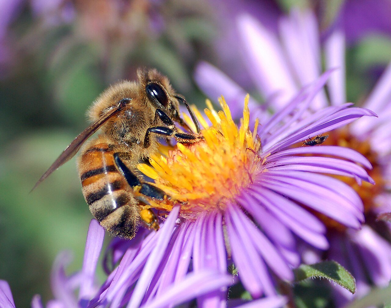 Close-up macro photograph of a European honey bee extracting nectar from a purple aster flower with pollen visible on its body