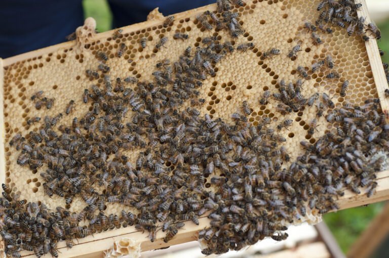 Full honeybee brood frame from a UK apiary, relevant to beekeeping regulations in the United Kingdom