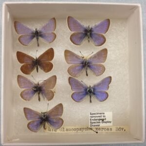 A museum specimen box of pinned Xerces blue butterflies, Glaucopsyche xerces, an extinct species that inspired the founding of the Xerces Society