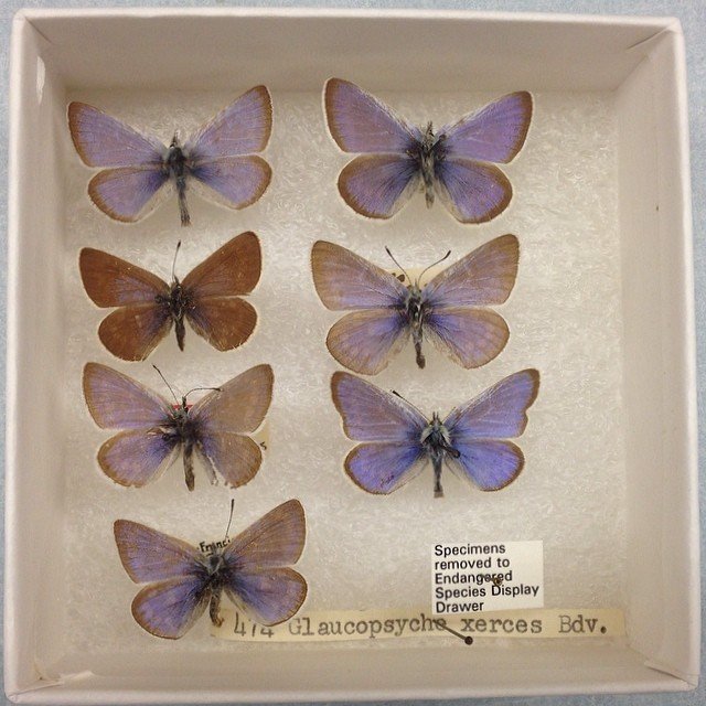 A museum specimen box of pinned Xerces blue butterflies, Glaucopsyche xerces, an extinct species that inspired the founding of the Xerces Society