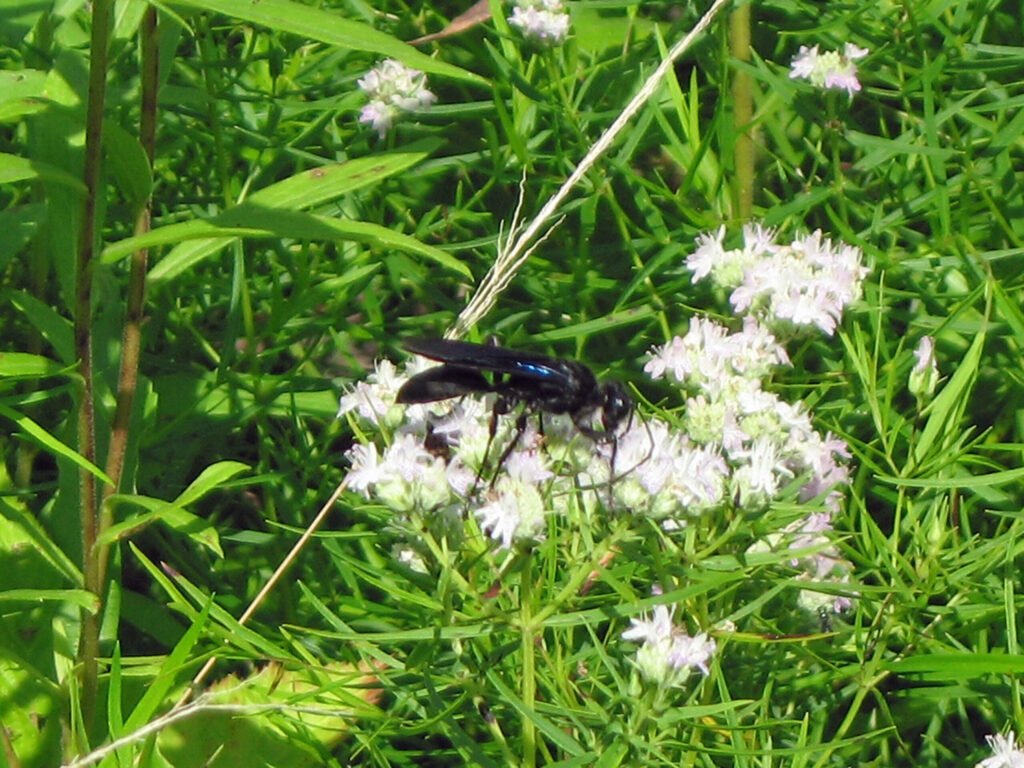 Great black wasp resting on green foliage showing its large size and long dark wings