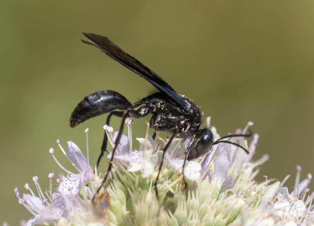 Close-up of an all-black great black wasp showing its smoky iridescent wings and slender waist