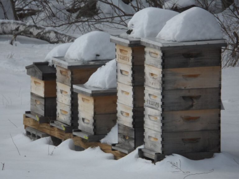 Wooden beehives insulated and wrapped for winter, partly buried in deep snow during an extreme cold event
