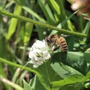 Close-up photograph of a honey bee foraging on a white clover flower in a grassy field