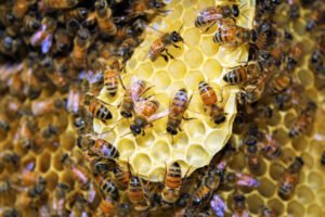 Honey bees clustered on comb, the source of the venom used in apitherapy, a treatment that requires allergy screening before use due to anaphylaxis risk.
