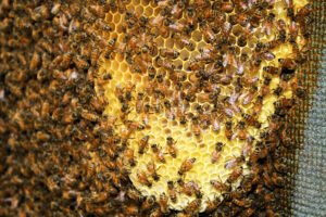 A close-up view of honey bees on comb, the kind of detailed observation a homeschool beekeeping unit can use to teach biology firsthand.