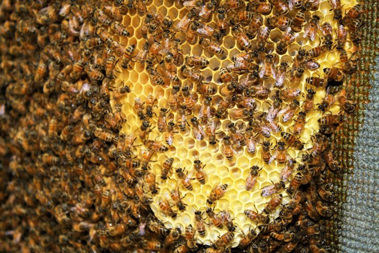 A close-up view of honey bees on comb, the kind of detailed observation a homeschool beekeeping unit can use to teach biology firsthand.
