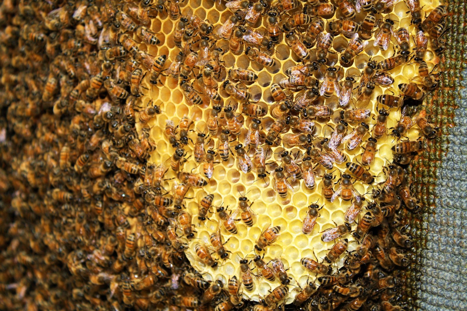 A close-up view of honey bees on comb, the kind of detailed observation a homeschool beekeeping unit can use to teach biology firsthand.