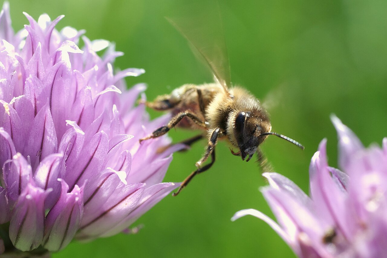 A honey bee taking flight from a purple chive flower, the species Apis mellifera whose genome was fully sequenced in 2006