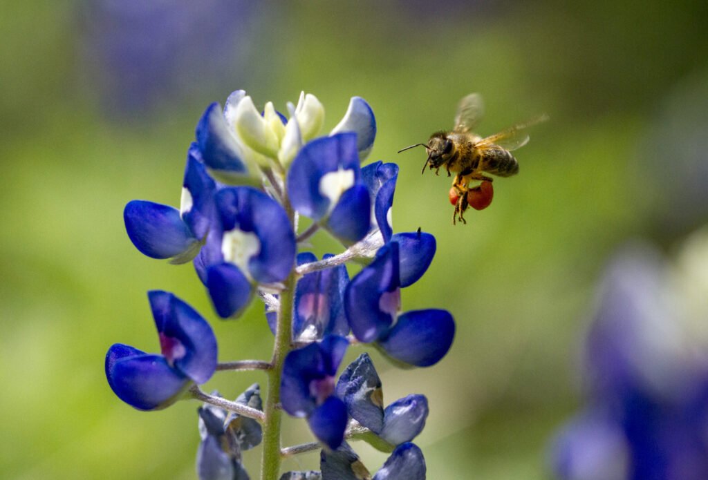Honey bee foraging on a purple Texas bluebonnet wildflower in spring