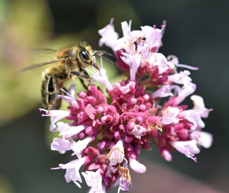 A single honey bee foraging calmly on an oregano flower, illustrating typical non-aggressive foraging behavior