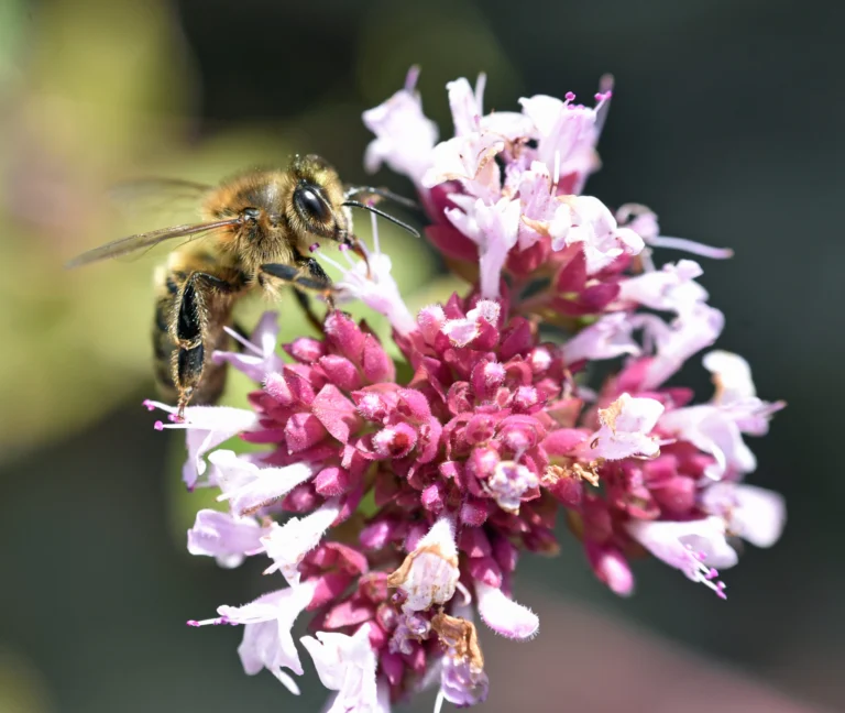 A single honey bee foraging calmly on an oregano flower, illustrating typical non-aggressive foraging behavior