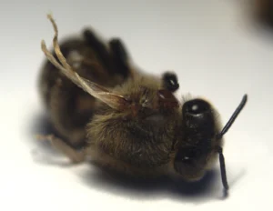 Abeille domestique aux ailes déformées par le DWV, avec un acarien Varroa destructor visible sur son thorax