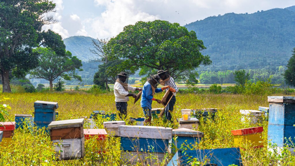 Beekeeper harvesting raw honey from a frame, the unprocessed product many states classify as a raw agricultural item rather than a cottage food