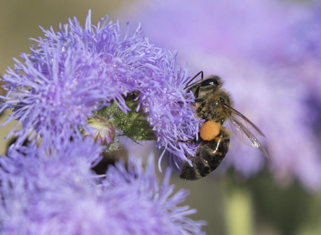 Close-up of a dark, grey-haired Caucasian-type honey bee photographed in Turkey, showing the lead-grey coloring typical of the Caucasus region bee population