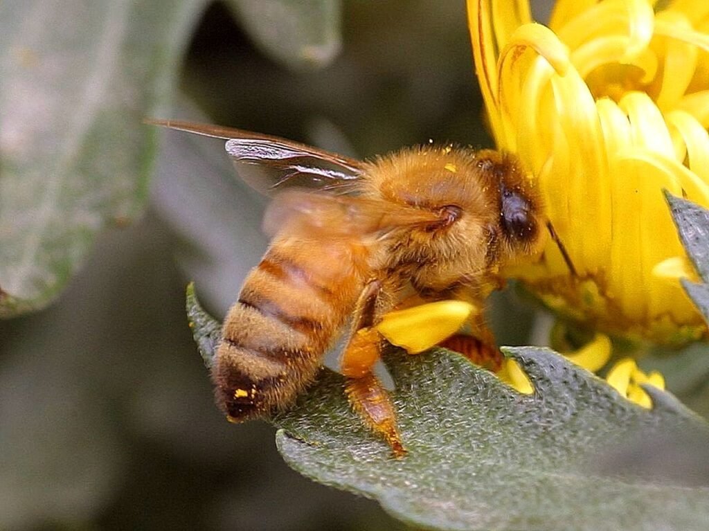 Honey bee foraging, the kind of colony Louisiana beekeepers must register annually