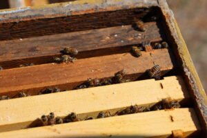 Honeybees on a hive box, the kind of educational apiary setup a public school program might install for hands-on student learning