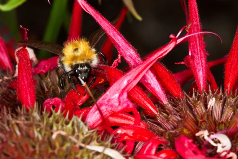 Bumblebee foraging on a scarlet Monarda didyma bee balm flower head