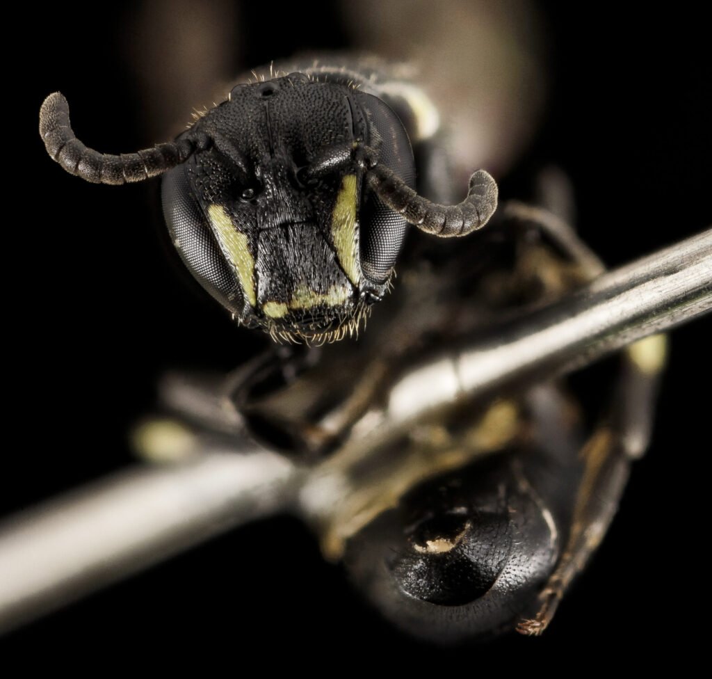 Close-up facial view of a yellow-faced bee Hylaeus annulatus showing pale facial markings and sparse body hair