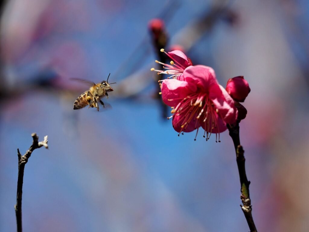 Japanese honeybee, an Apis cerana subspecies, pollinating a plum blossom, illustrating the species native range and pollination role in Asian ecosystems