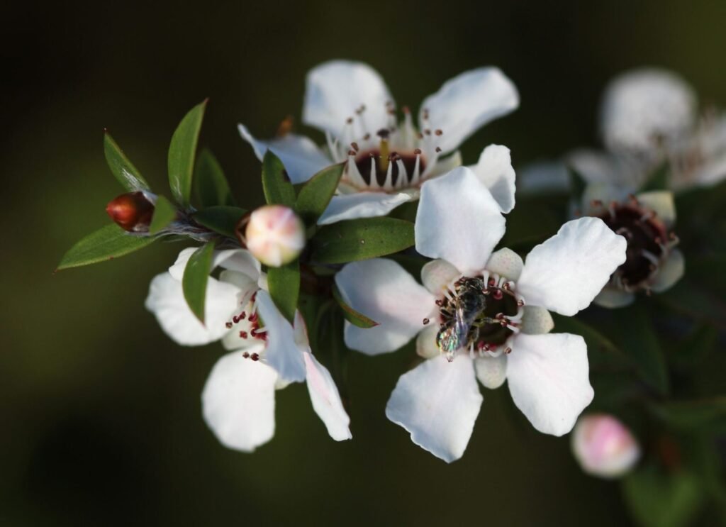 Close-up of a small white manuka flower (Leptospermum scoparium) being visited by a native New Zealand bee, the plant genuine Manuka honey is made from