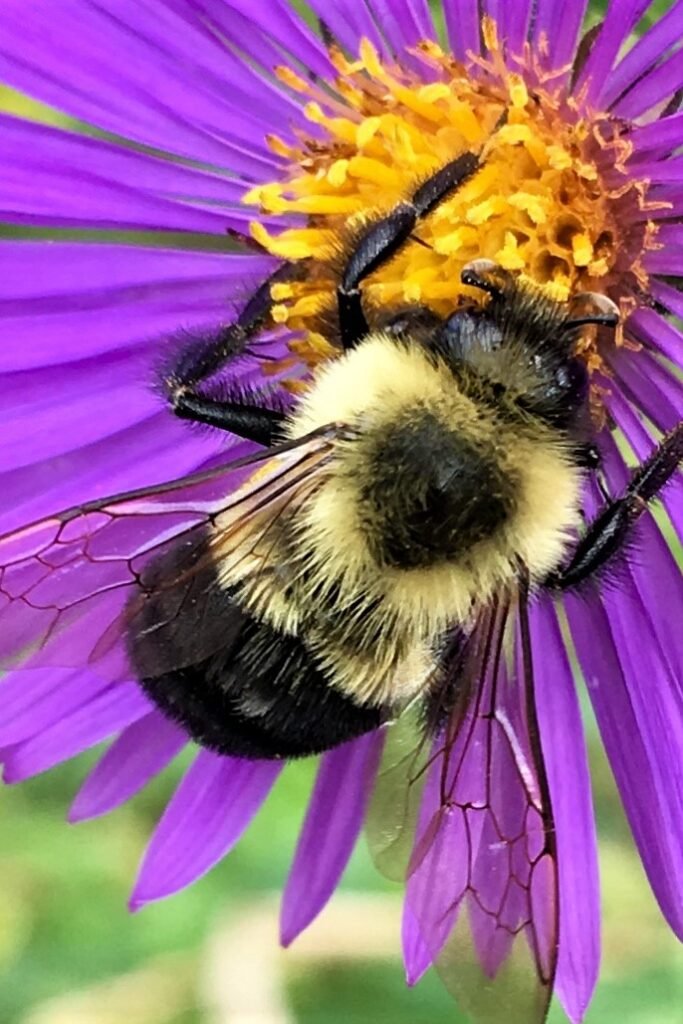 Common eastern bumblebee foraging on purple New England aster flowers