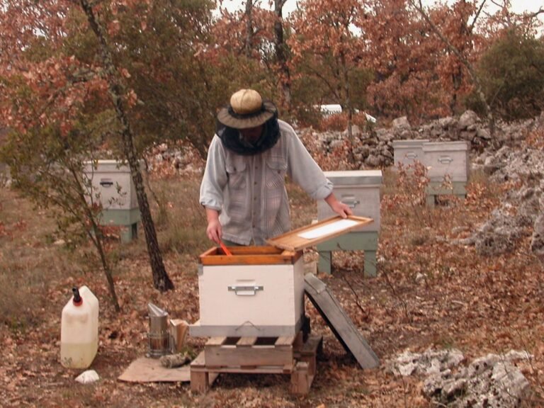 Apicultor colocando un alimentador de jarabe sobre una colmena durante el invierno