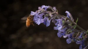 Honey bee foraging, relevant to Ireland beekeeping regulations and EU honey production standards