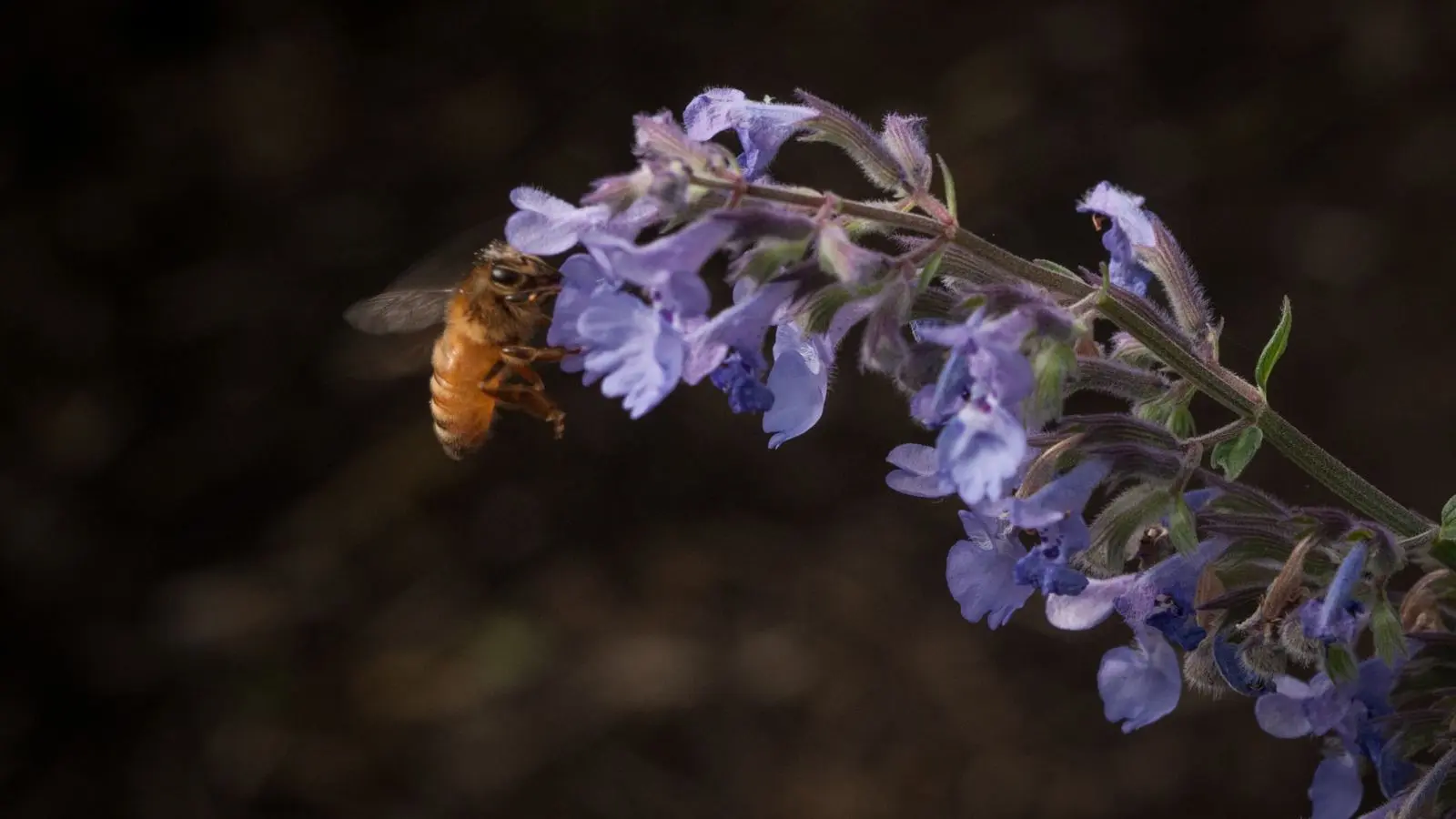 Honey bee foraging, relevant to Ireland beekeeping regulations and EU honey production standards