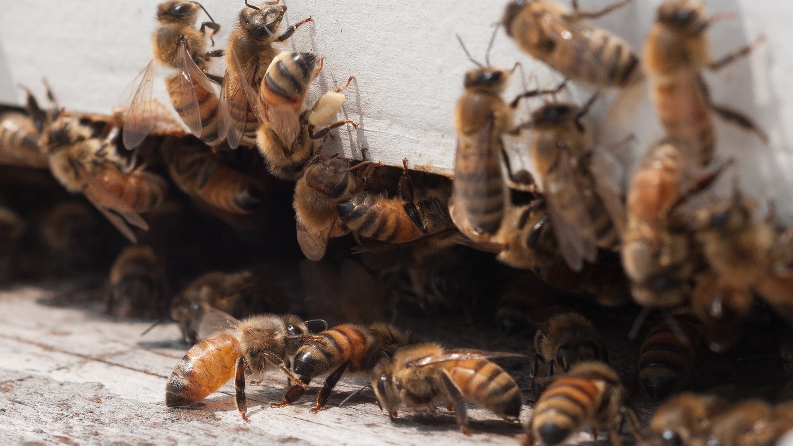Honey bee returning to hive with pollen, representative of apiaries registered under Iowa beekeeping law, USDA photo