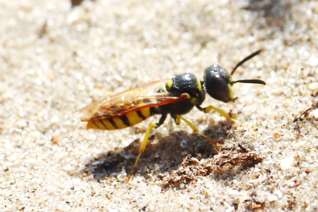 Close-up of an adult European beewolf wasp (Philanthus triangulum) photographed in the Netherlands