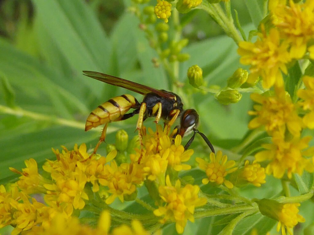 Adult European beewolf wasp resting on goldenrod flowers, showing its yellow-and-black wasp coloring