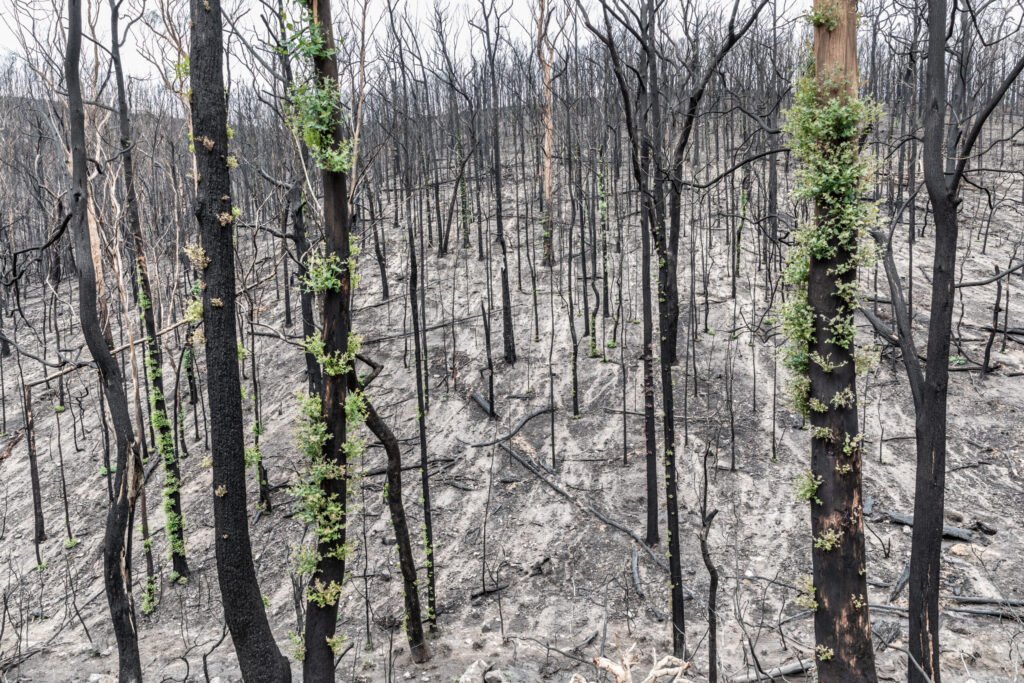 Epicormic new growth sprouting from a severely burned eucalyptus trunk in Victoria after the Black Summer bushfires