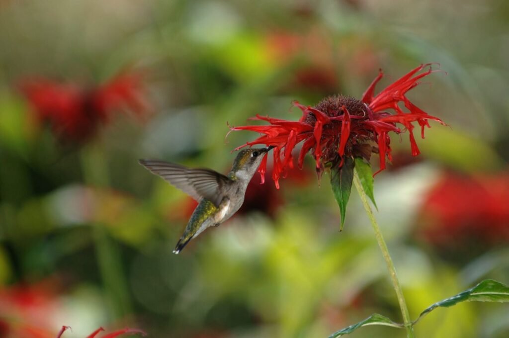 Ruby-throated hummingbird feeding on scarlet Monarda didyma bee balm flowers