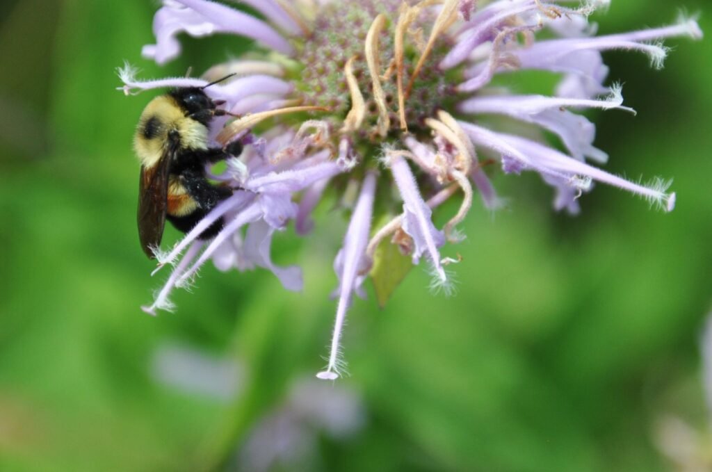 Endangered rusty-patched bumble bee foraging on wild bergamot Monarda fistulosa flowers