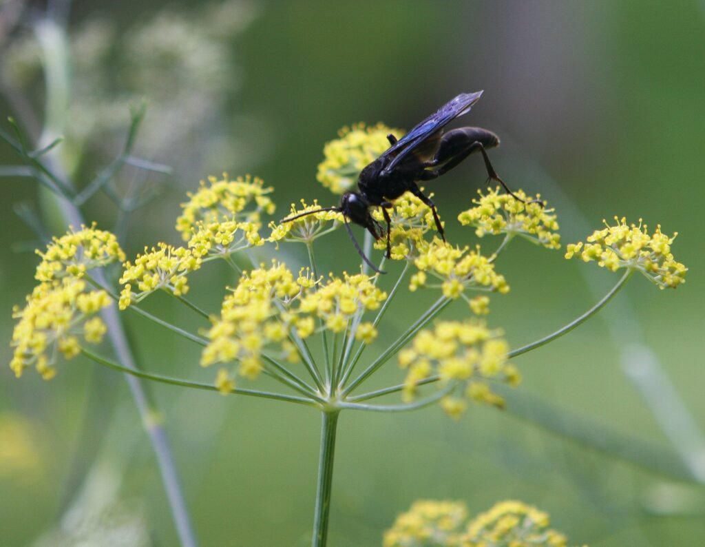 Great black wasp feeding on a fennel flower cluster, showing its all-black body and smoky wings