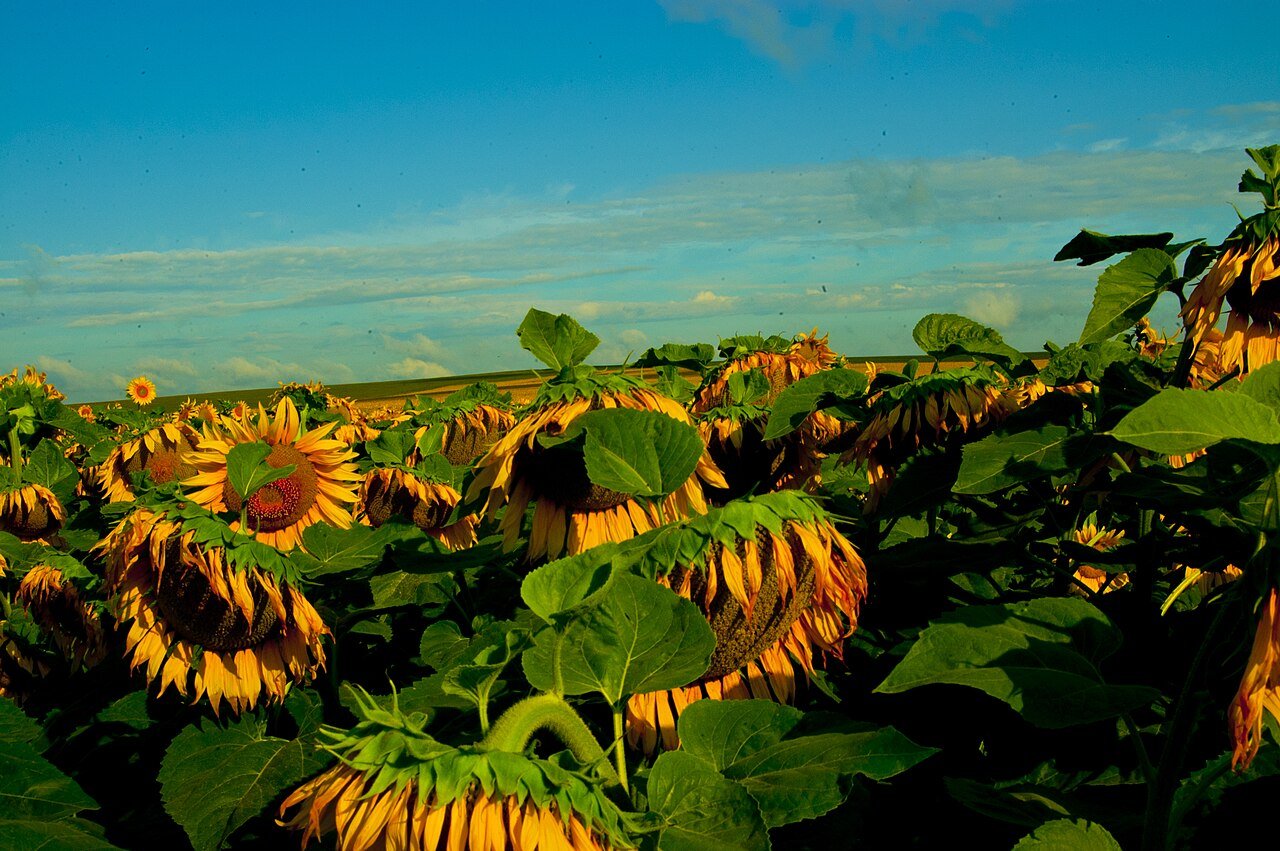 A blooming sunflower field under a blue sky in Ukraine, a major nectar source for the country's honey industry