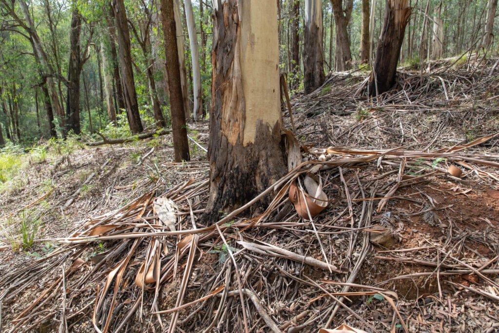 Shed eucalyptus bark covering the forest floor in Victoria, Australia, the same fuel that drove the Black Summer fires