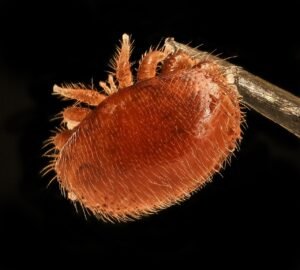 Extreme close-up macro photograph of a reddish-brown Varroa destructor mite, showing its crab-like body and legs