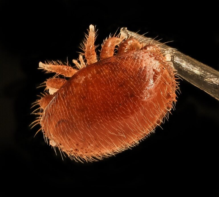 Extreme close-up macro photograph of a reddish-brown Varroa destructor mite, showing its crab-like body and legs