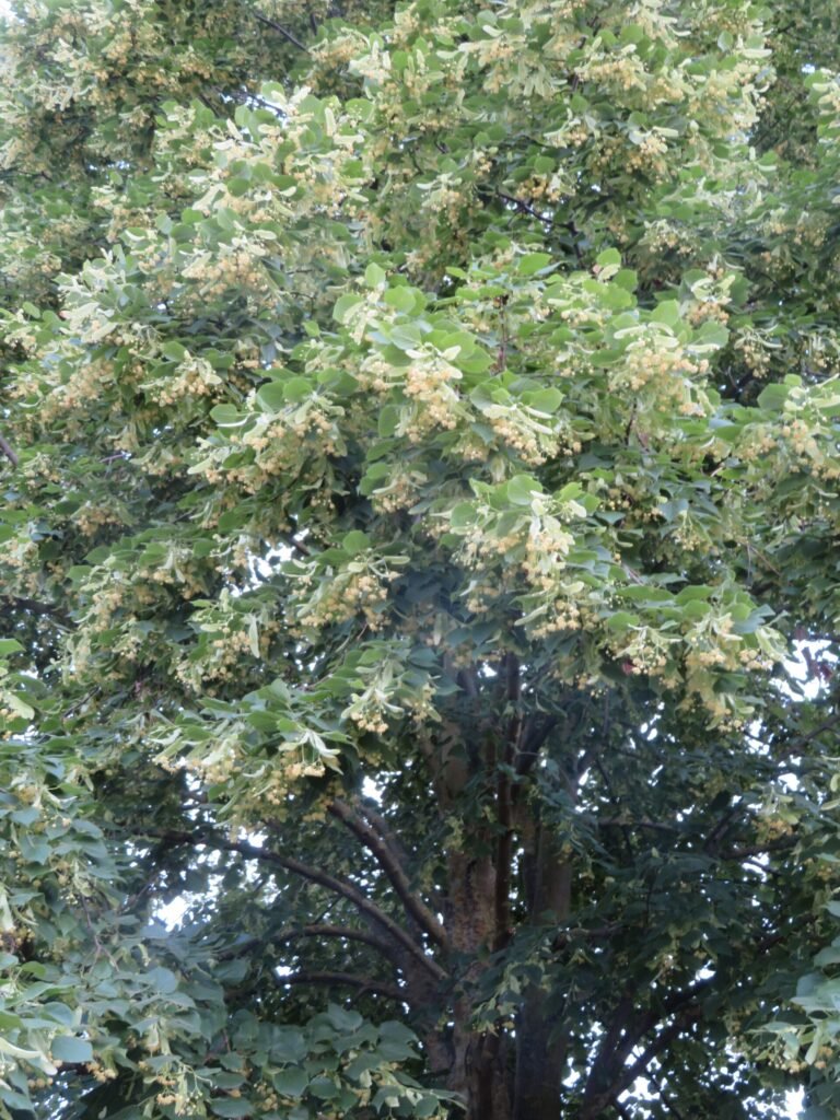 Close-up of blooming linden (Tilia cordata) flower clusters, the exact bloom stage that made the Wilsonville trees so attractive to foraging bumblebees
