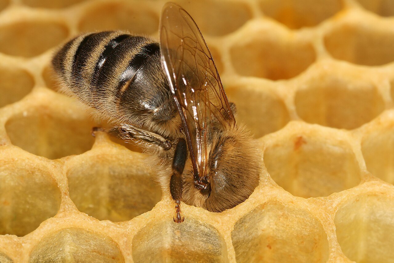Ouvrière abeille carniolienne sur un rayon de miel operculé