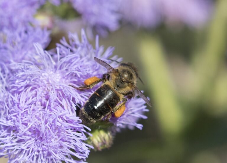 Abeille caucasienne grise et poilue butinant une fleur